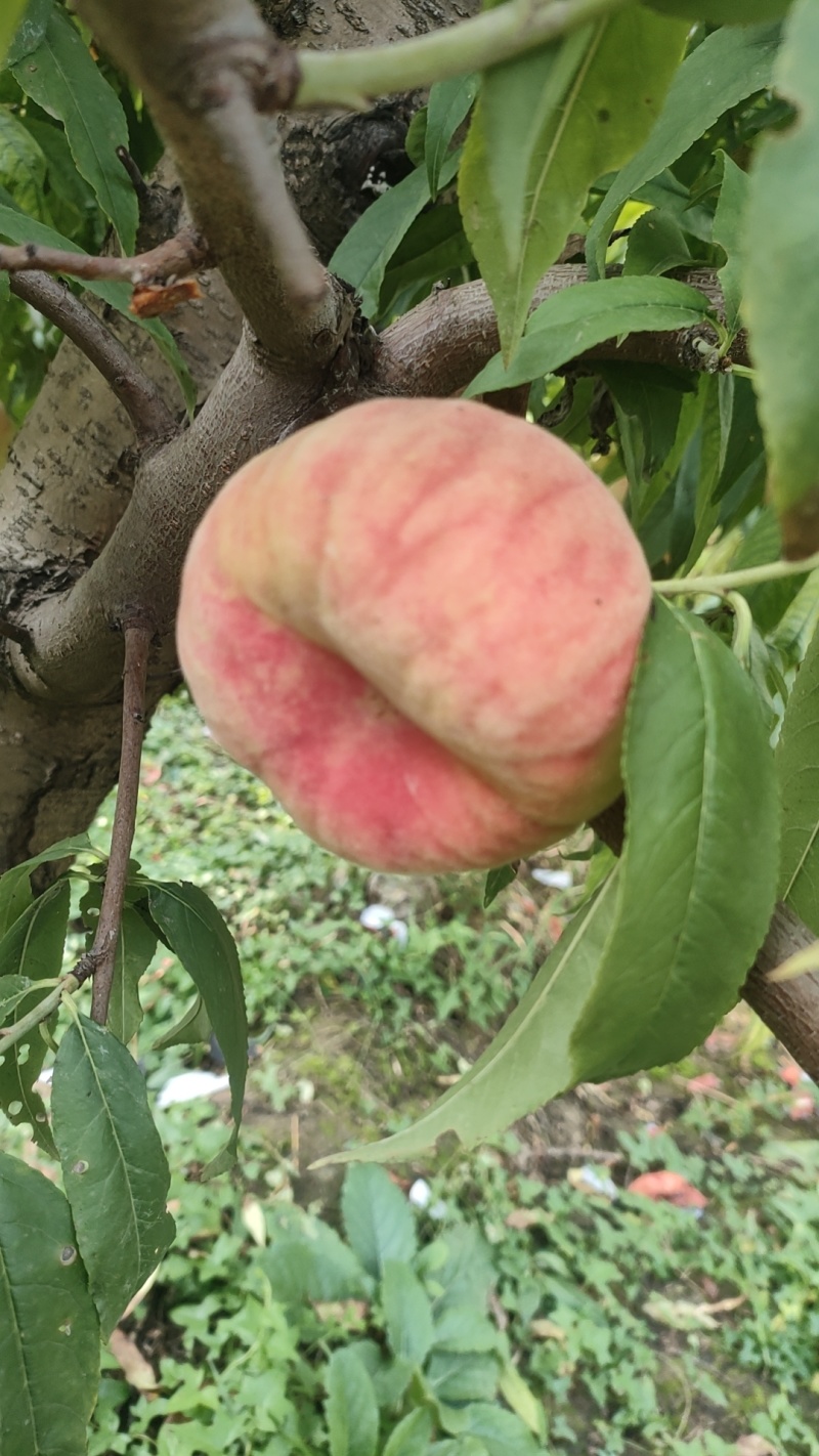瑞蟠21