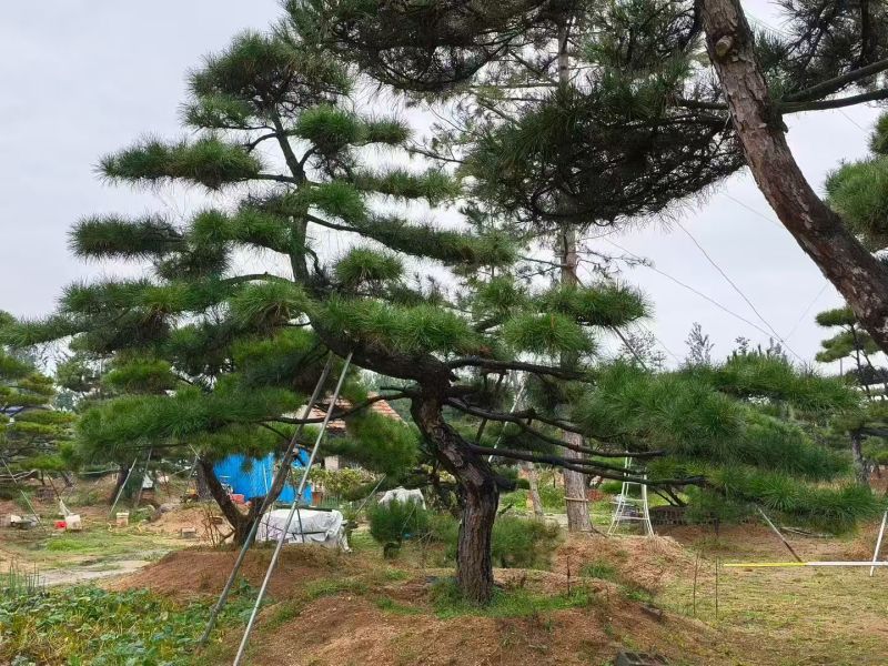 造型黑松15公分20公分25公分30公分35公分40公分