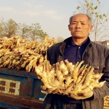 山东红芽鲜姜，优质大黄姜，精品红芽大黄姜产地大量现货