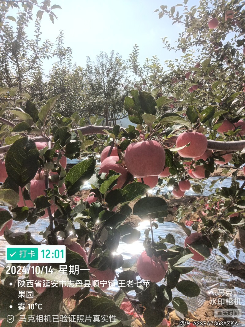 早，中，晚红富士