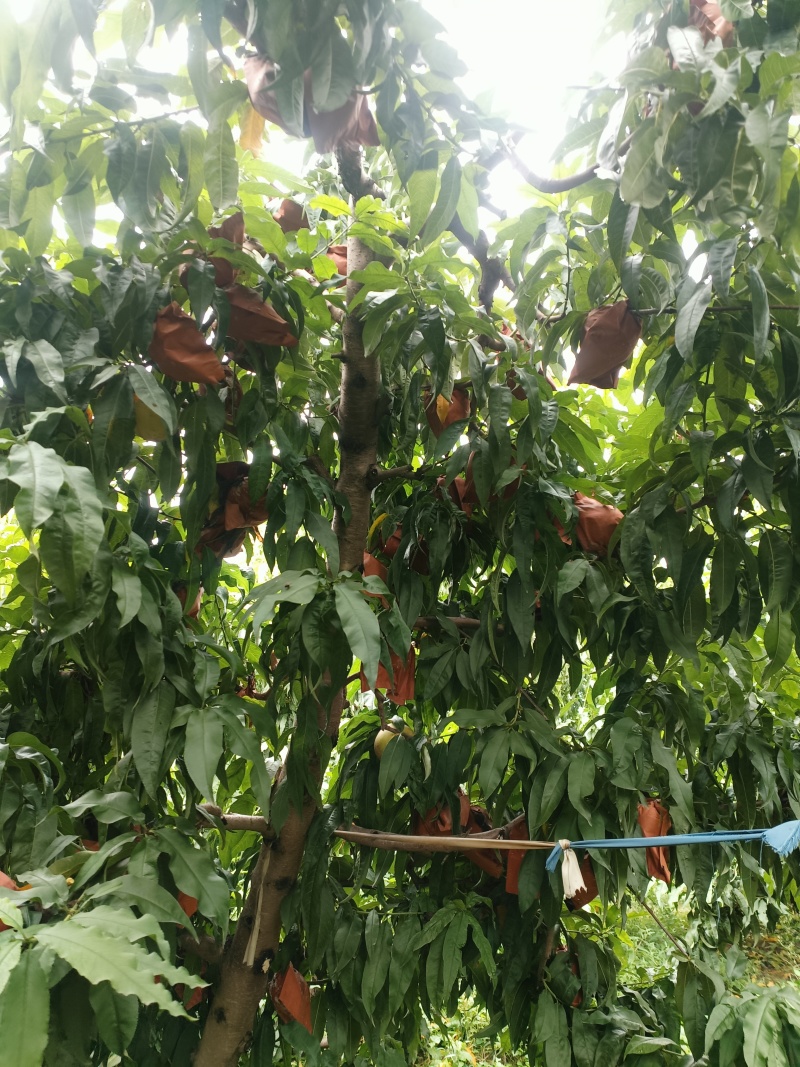 中油二十一黄肉离核油桃，大量有货，欢迎各位老板咨询采购