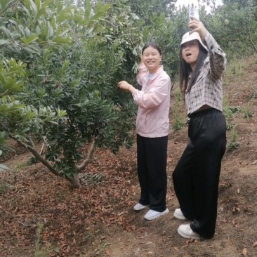 十年杨梅树