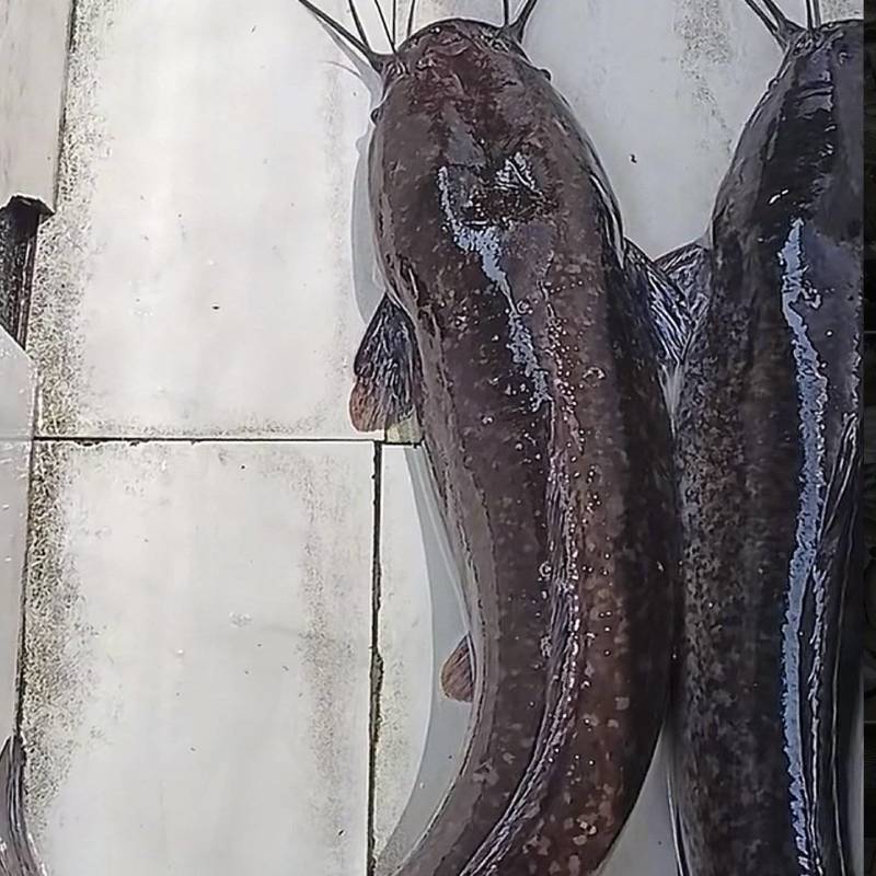大量有货。埃及鲶鱼淡水鱼牛肉板的***********
