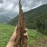 大凉山甜当归，干当归，菜当归，小金当归，干当归，药当归