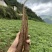 大凉山甜当归，干当归，菜当归，小金当归，干当归，药当归