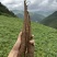大凉山甜当归，干当归，菜当归，小金当归，干当归，药当归