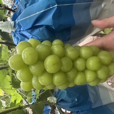 精品阳光玫瑰大量有货