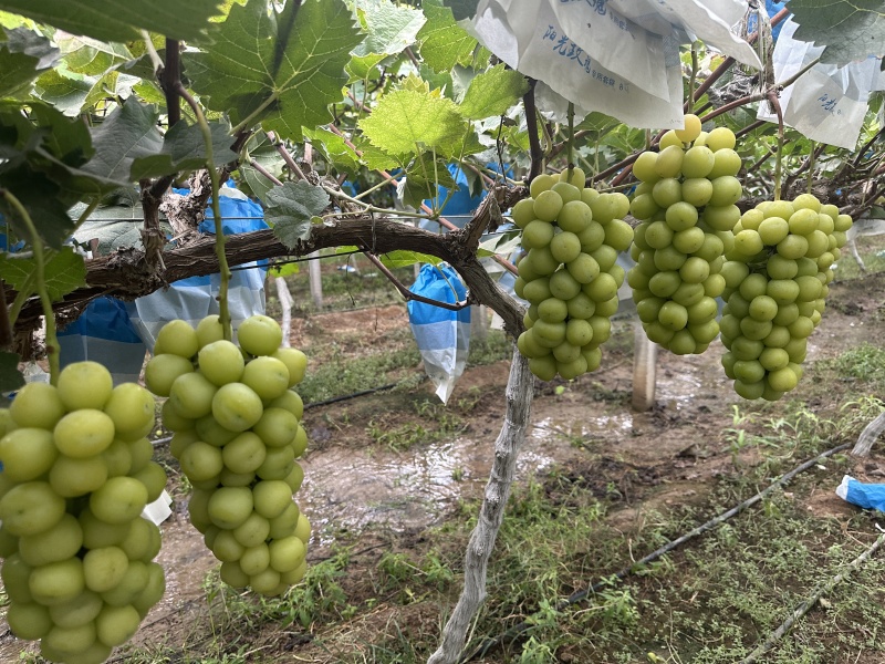 精品阳光玫瑰大量有货