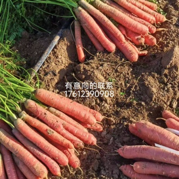 称杆红胡萝卜3两以上带土10厘米以上