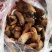 各类野生菌