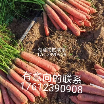 称杆红红萝卜4两以上带土10厘米以上红
