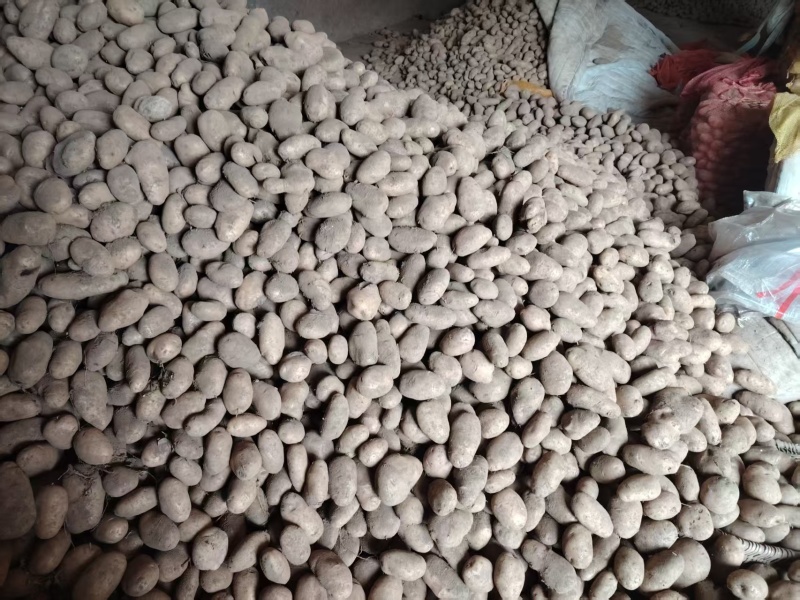 威宁产地土豆大量上市红皮黄心土豆需要的老板来电咨询