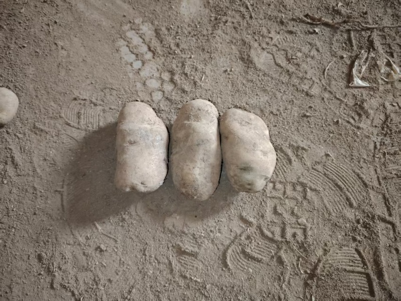 威宁产地土豆大量上市红皮黄心土豆需要的老板来电咨询