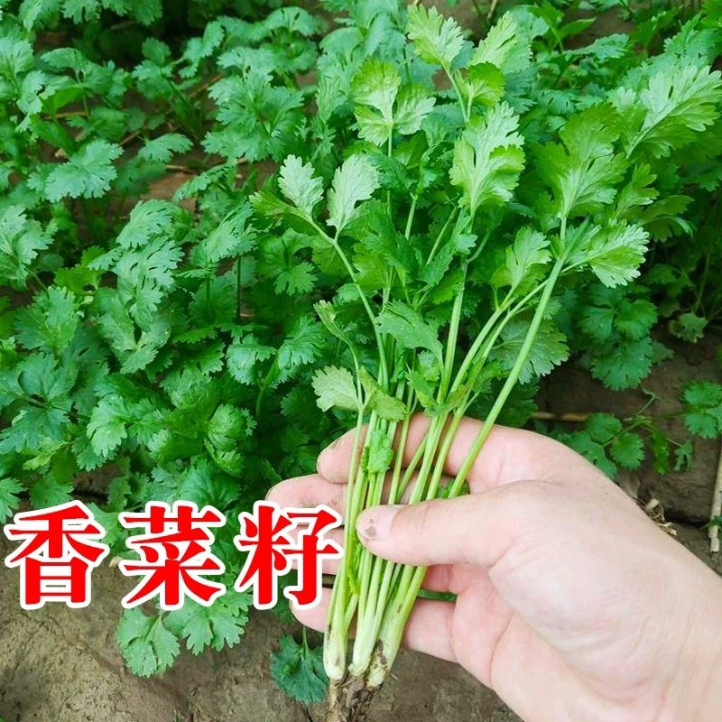 香菜种子耐热耐寒四季可播种南北方均可种植