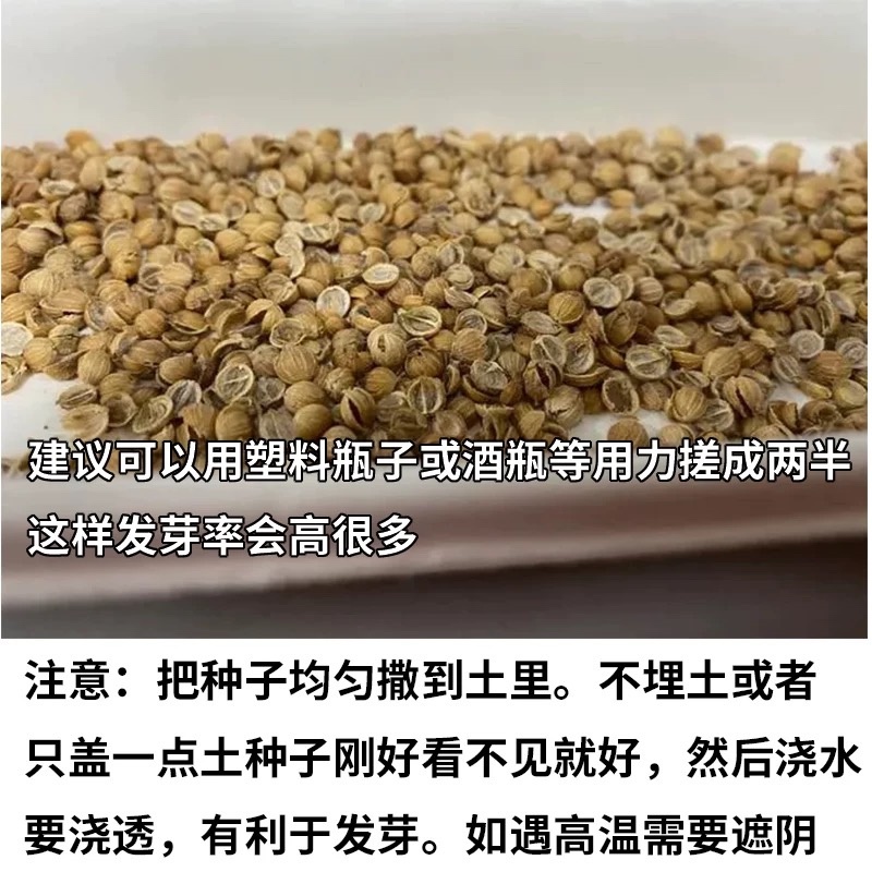 香菜种子耐热耐寒四季可播种南北方均可种植
