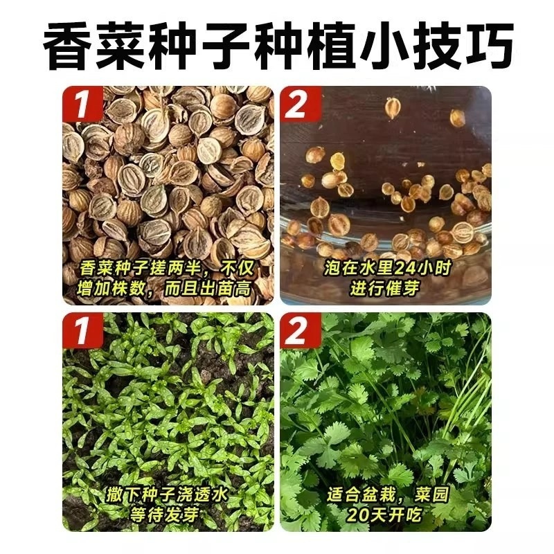 香菜种子耐热耐寒四季可播种南北方均可种植