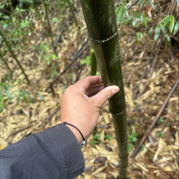 方竹竹子