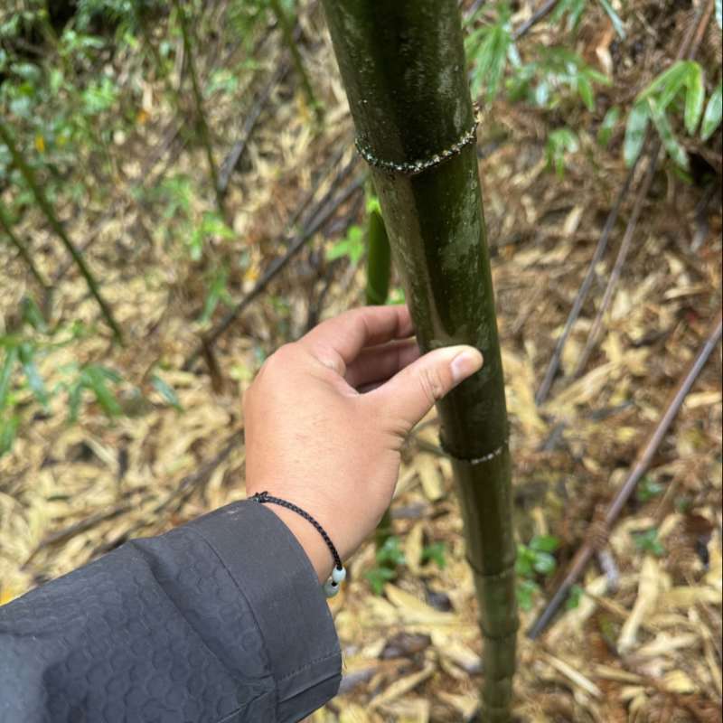 方竹竹子