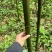 方竹竹子