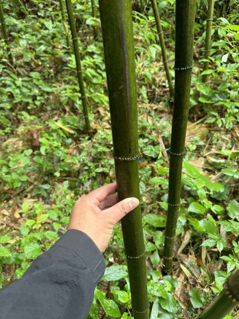 方竹竹子