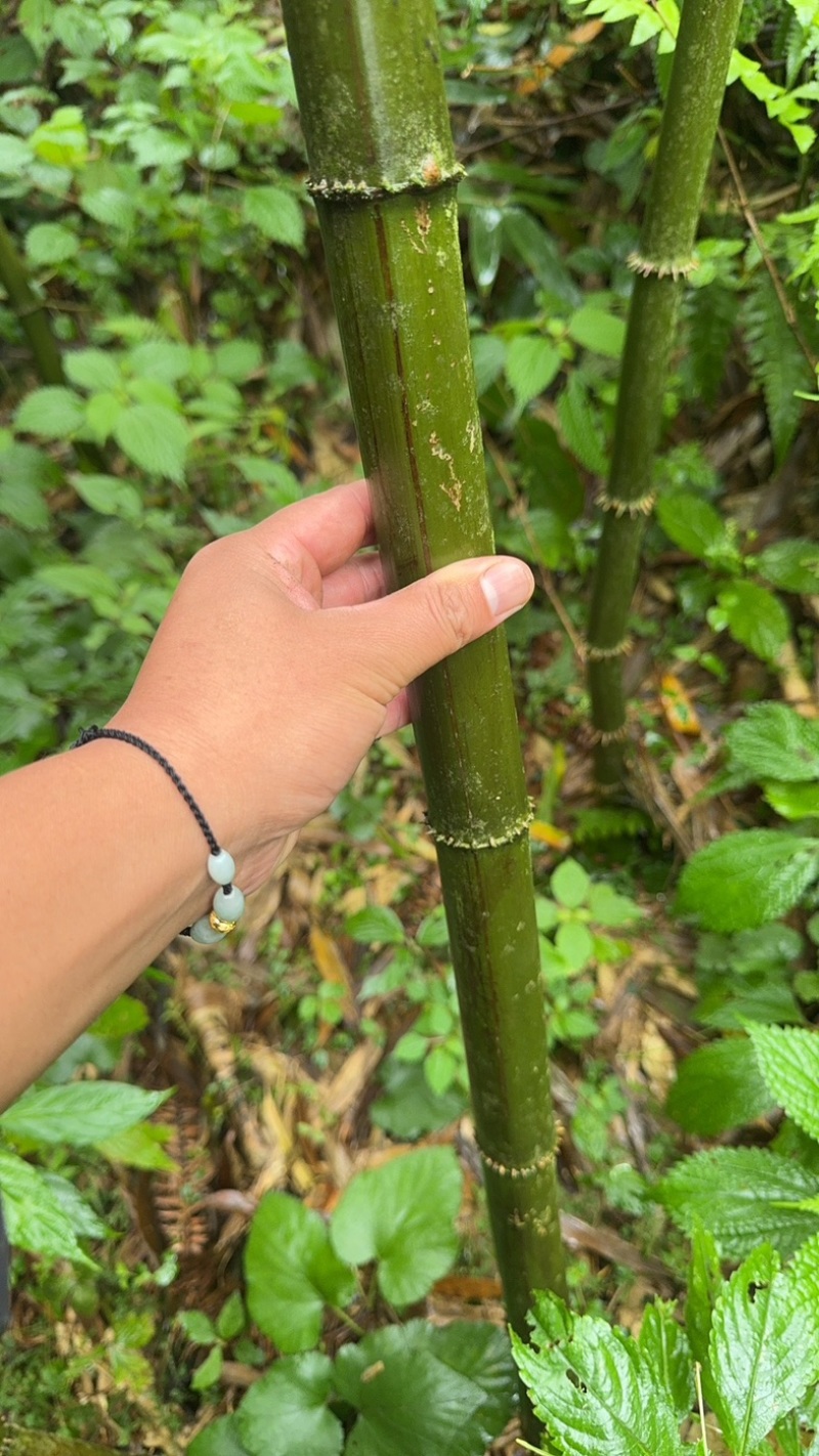 方竹竹子