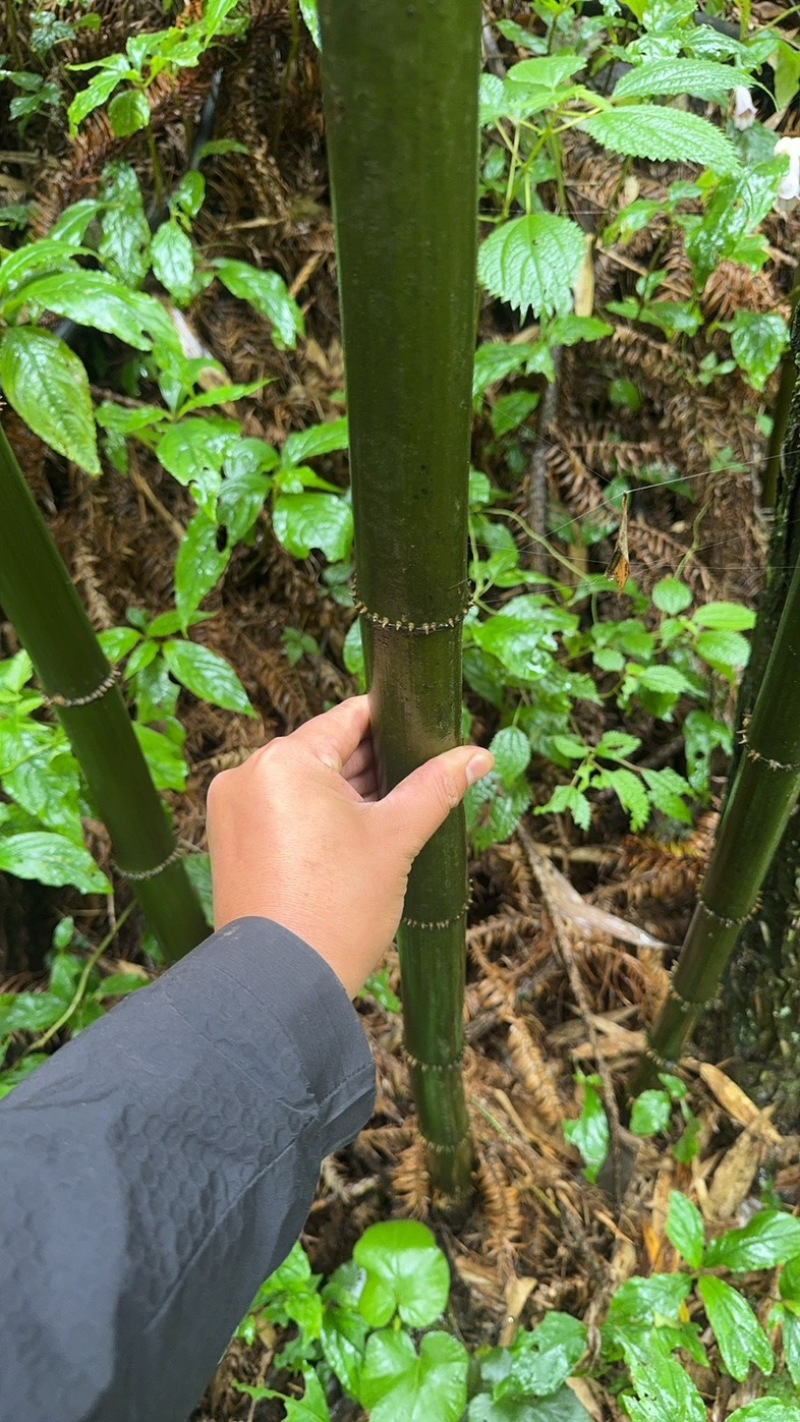 方竹竹子