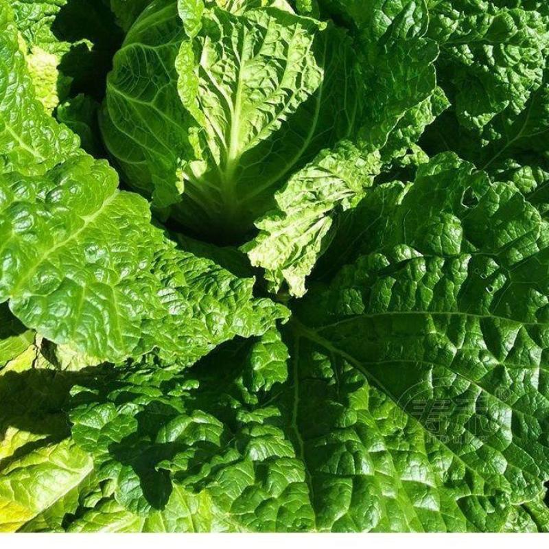 精品白菜黄心白菜玲珑黄大白菜大量供应可视频看货