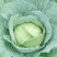 【开封】墨玉甘蓝圆包菜大量供应可视频看货欢迎来电采
