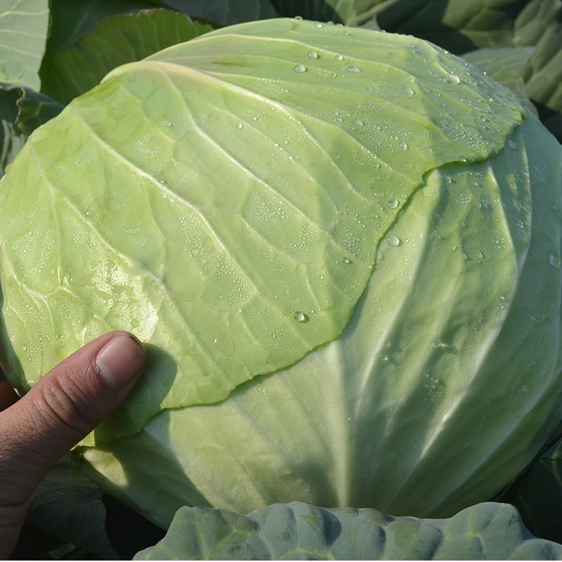 【开封】墨玉甘蓝圆包菜大量供应可视频看货欢迎来电采