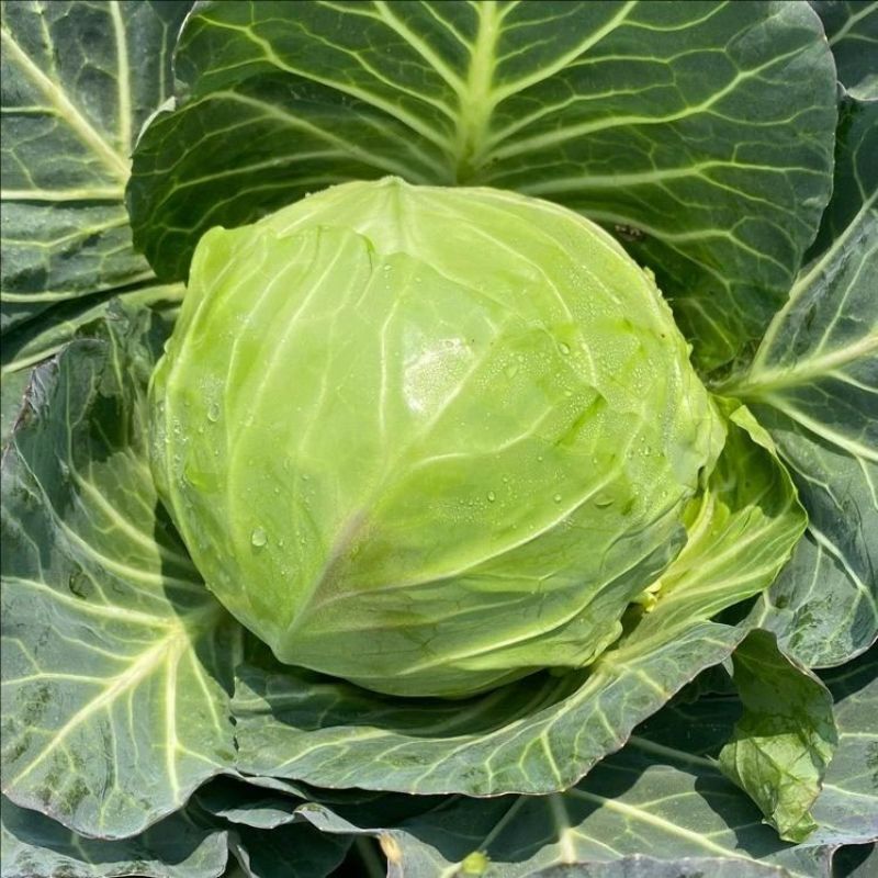 【开封】墨玉甘蓝圆包菜大量供应可视频看货欢迎来电采