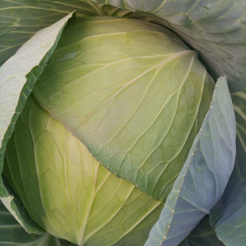 【开封】墨玉甘蓝圆包菜大量供应可视频看货欢迎来电采
