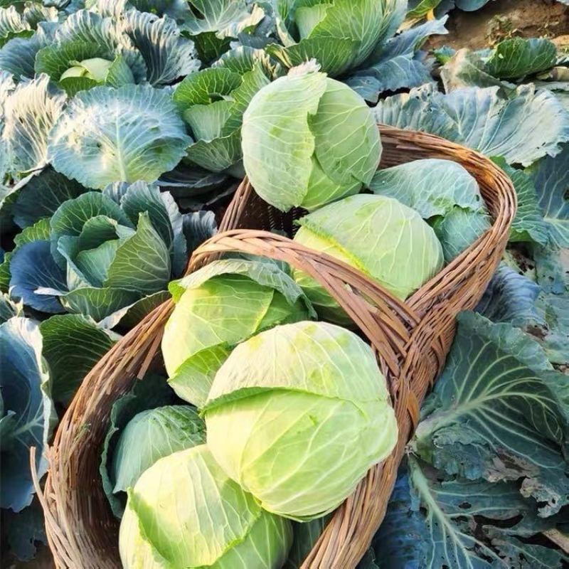 【开封】墨玉甘蓝圆包菜大量供应可视频看货欢迎来电采