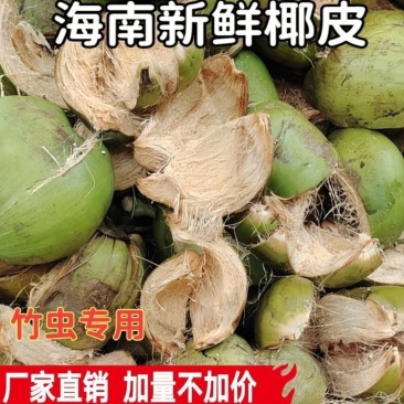 海南本地椰子皮竹虫专用全国发货支持一件代发