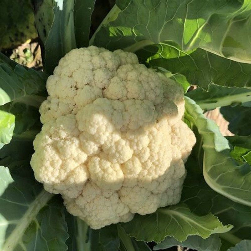【优质货源】有机花花菜菜花白面青梗小米粒大量供应可