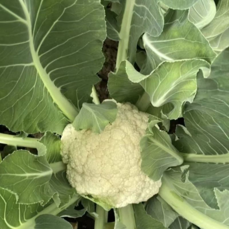 【优质货源】有机花花菜菜花白面青梗小米粒大量供应可