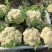 【优质货源】有机花花菜菜花白面青梗小米粒大量供应可