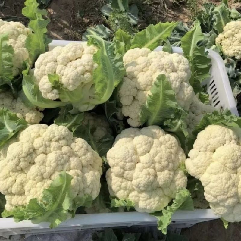 【优质货源】有机花花菜菜花白面青梗小米粒大量供应可