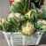 【优质货源】有机花花菜菜花白面青梗小米粒大量供应可