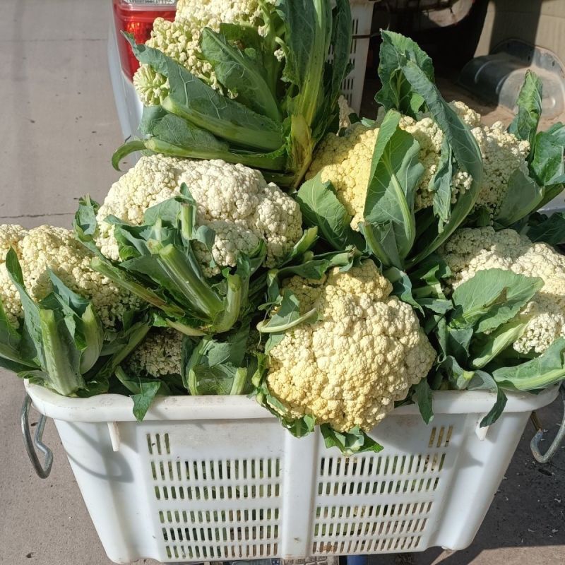 【优质货源】有机花花菜菜花白面青梗小米粒大量供应可