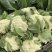 【优质货源】有机花花菜菜花白面青梗小米粒大量供应可