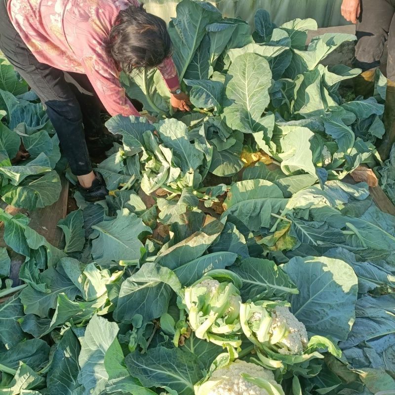 【优质货源】有机花花菜菜花白面青梗小米粒大量供应可