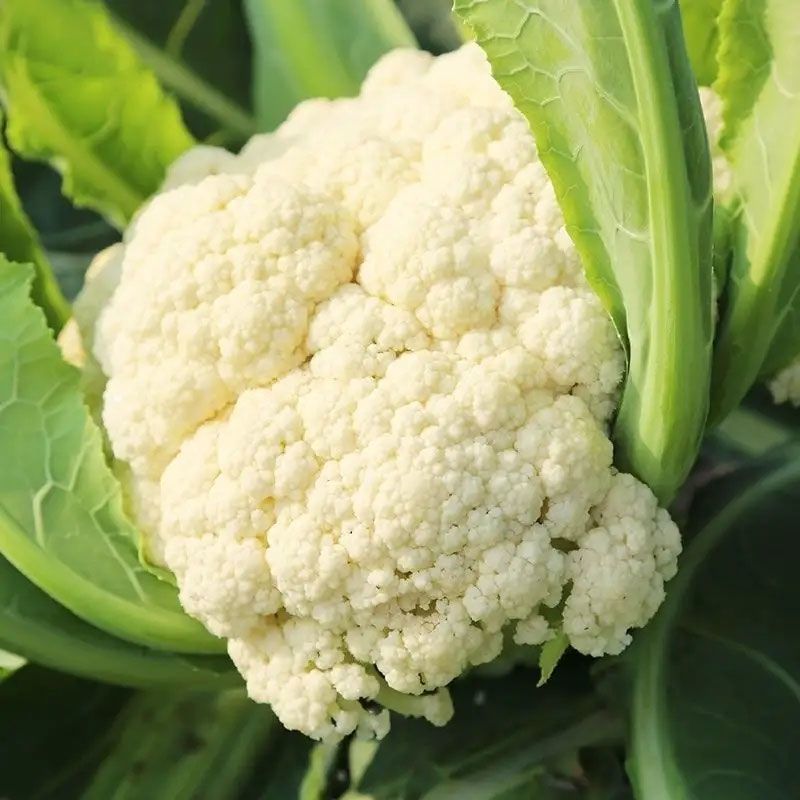 【优质货源】有机花花菜菜花白面青梗小米粒大量供应可