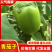 精品青茄子产地直发现摘现发绿把青茄子量大从优