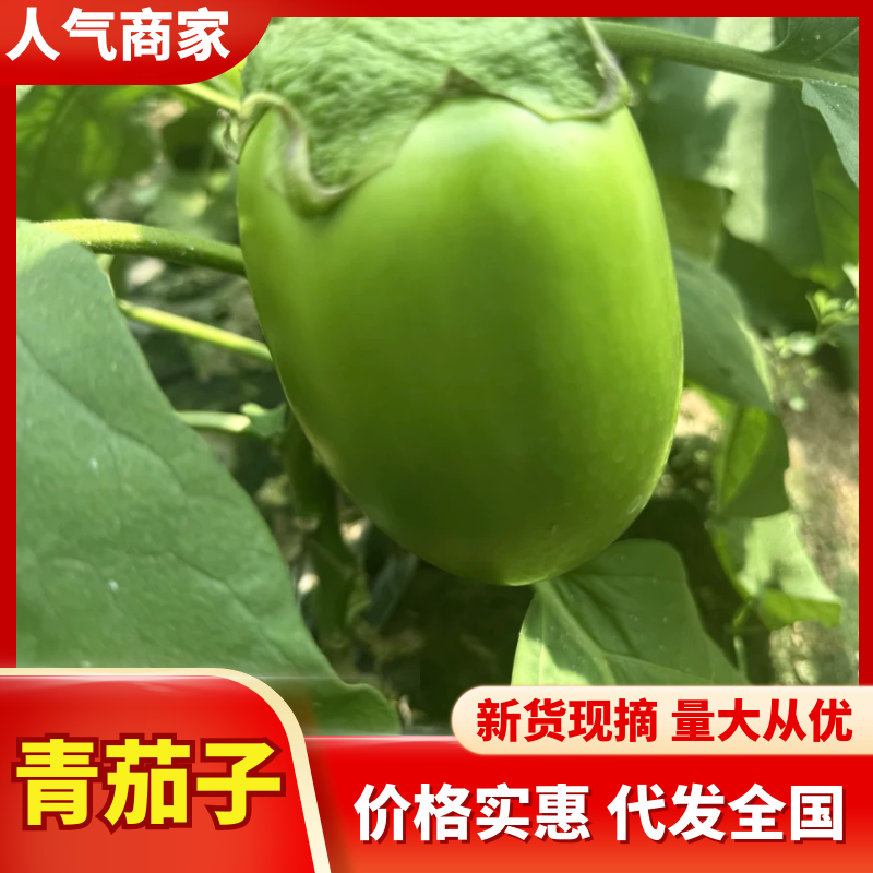 精品青茄子产地直发现摘现发绿把青茄子量大从优