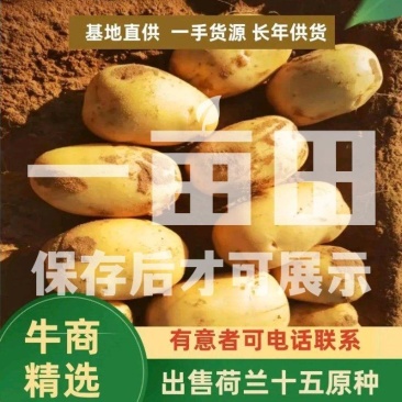 【优】黑龙江土豆种子，荷兰十五土豆种子，荷兰806种子