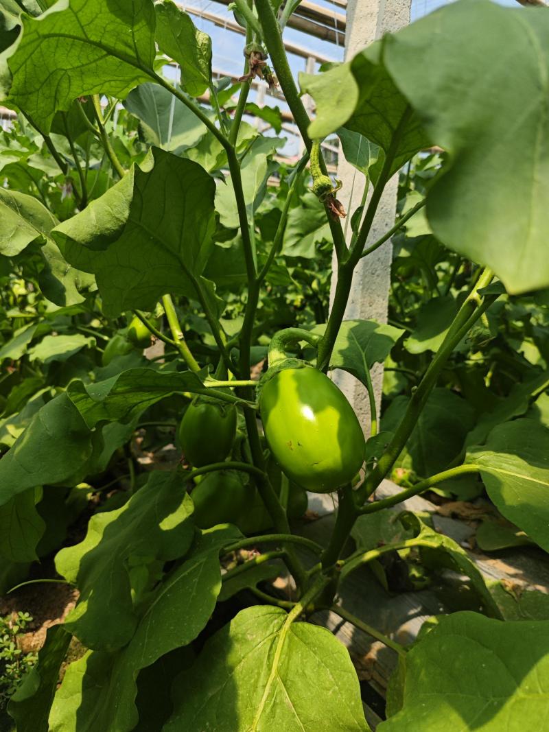 精品青茄子产地直发现摘现发绿把青茄子量大从优