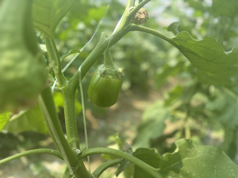 精品青茄子产地直发现摘现发绿把青茄子量大从优