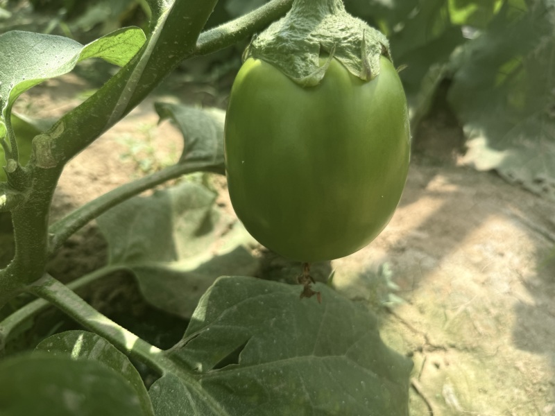 精品青茄子产地直发现摘现发绿把青茄子量大从优