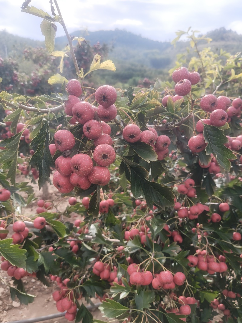 甜红子山楂大量上市***********