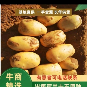 【精品】内蒙荷兰十五土豆种子，荷兰806种子，荷兰七种子